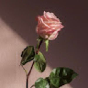 Meet your Posher, Nyzeedah